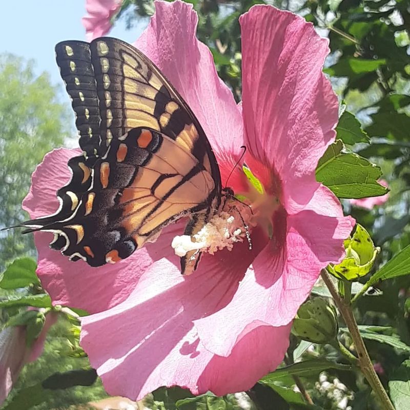 Attracts Butterflies And Hummingbirds Daily