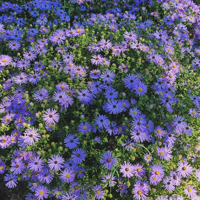 Reaches Two To Three Feet Tall