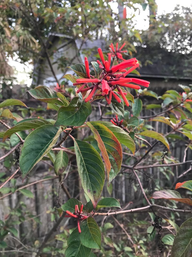 Butterflies And Hummingbirds Can't Resist It