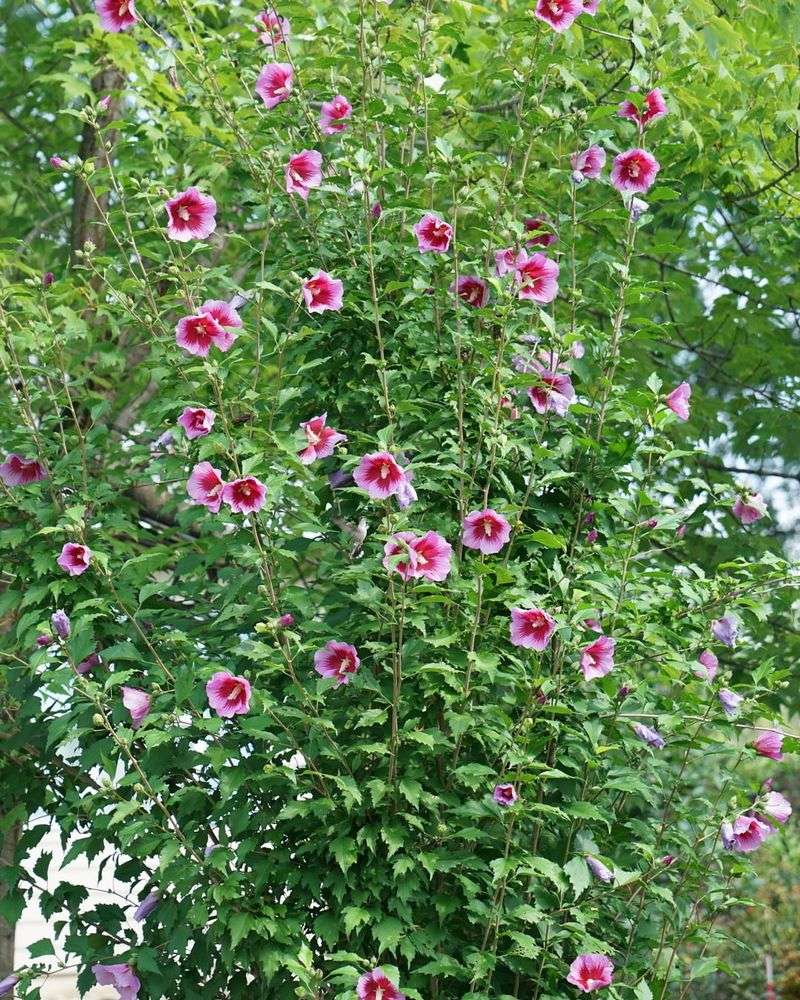 Serves Multiple Purposes In Landscape Design