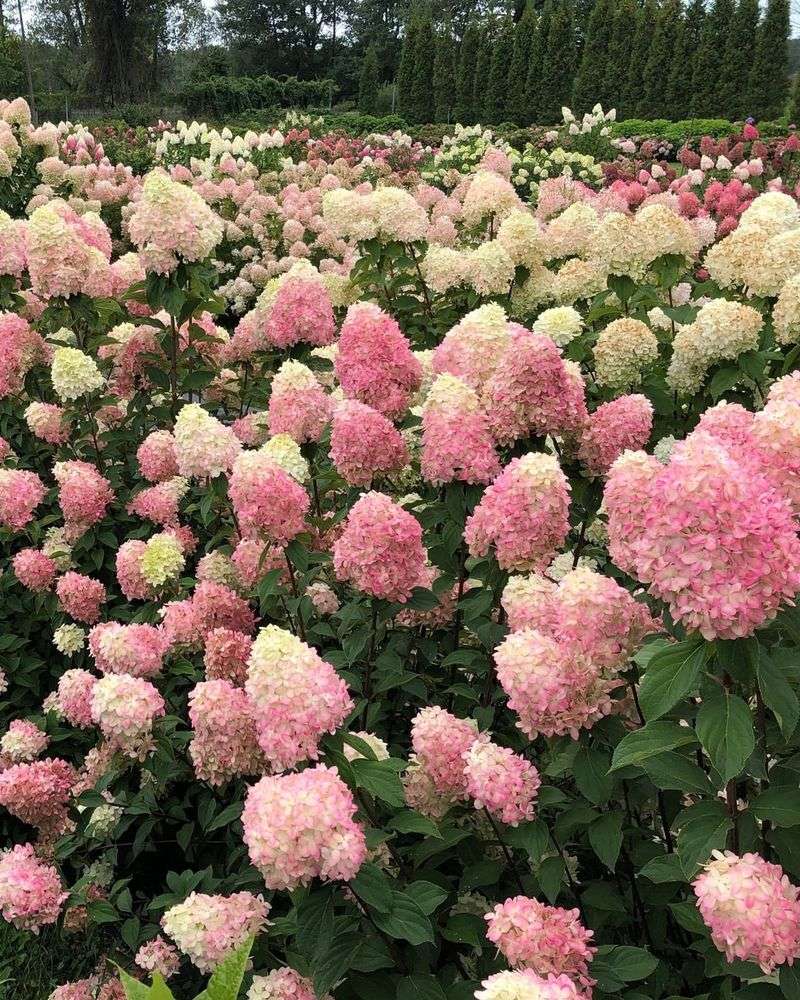 Grows To Perfect Privacy Screen Size