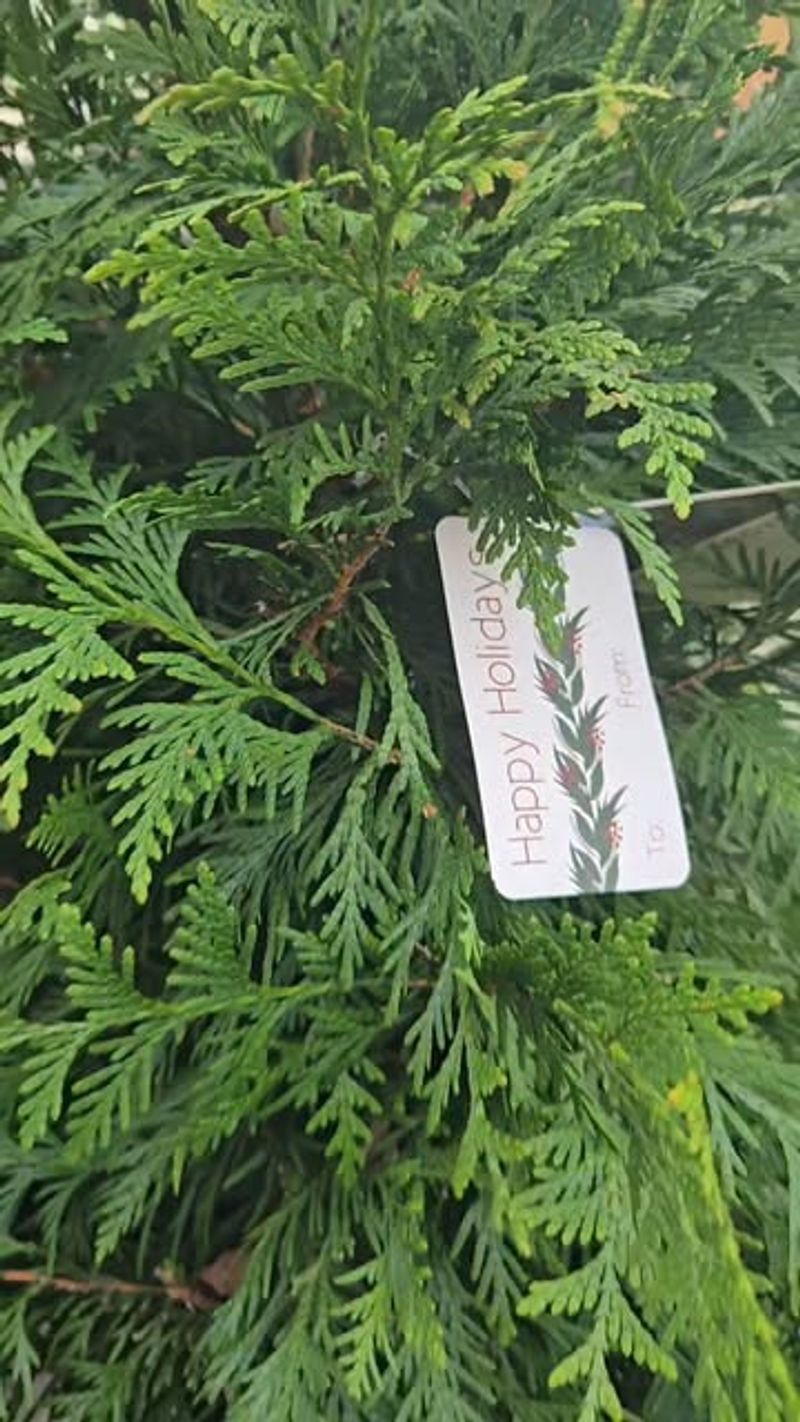 Low Maintenance Fits Busy Schedules