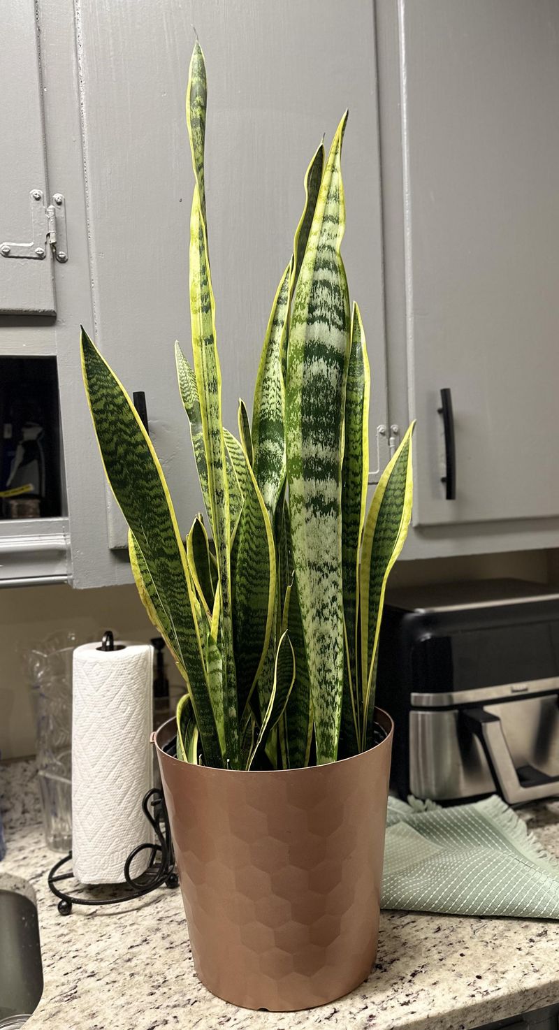 Pest-Free Maintenance