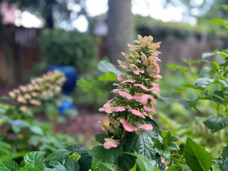 Oak-Shaped Leaves Add Extra Visual Interest