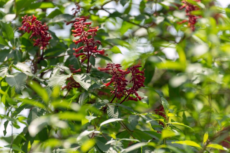 red buckeye (featured image)