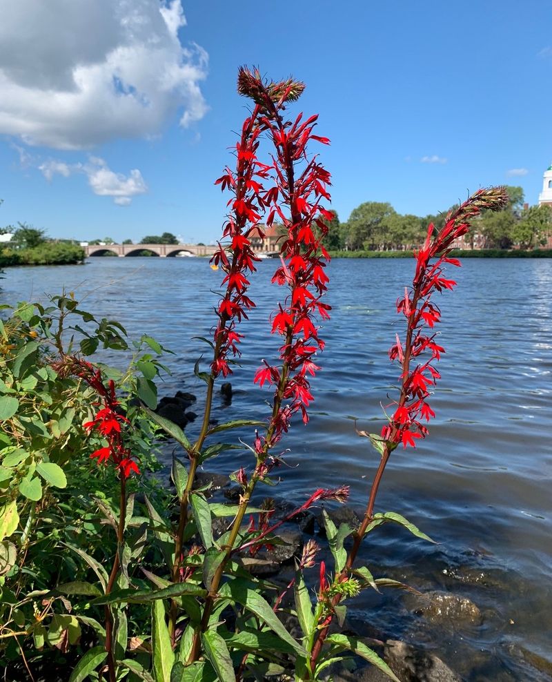 Brilliant Red Flowers Steal the Show
