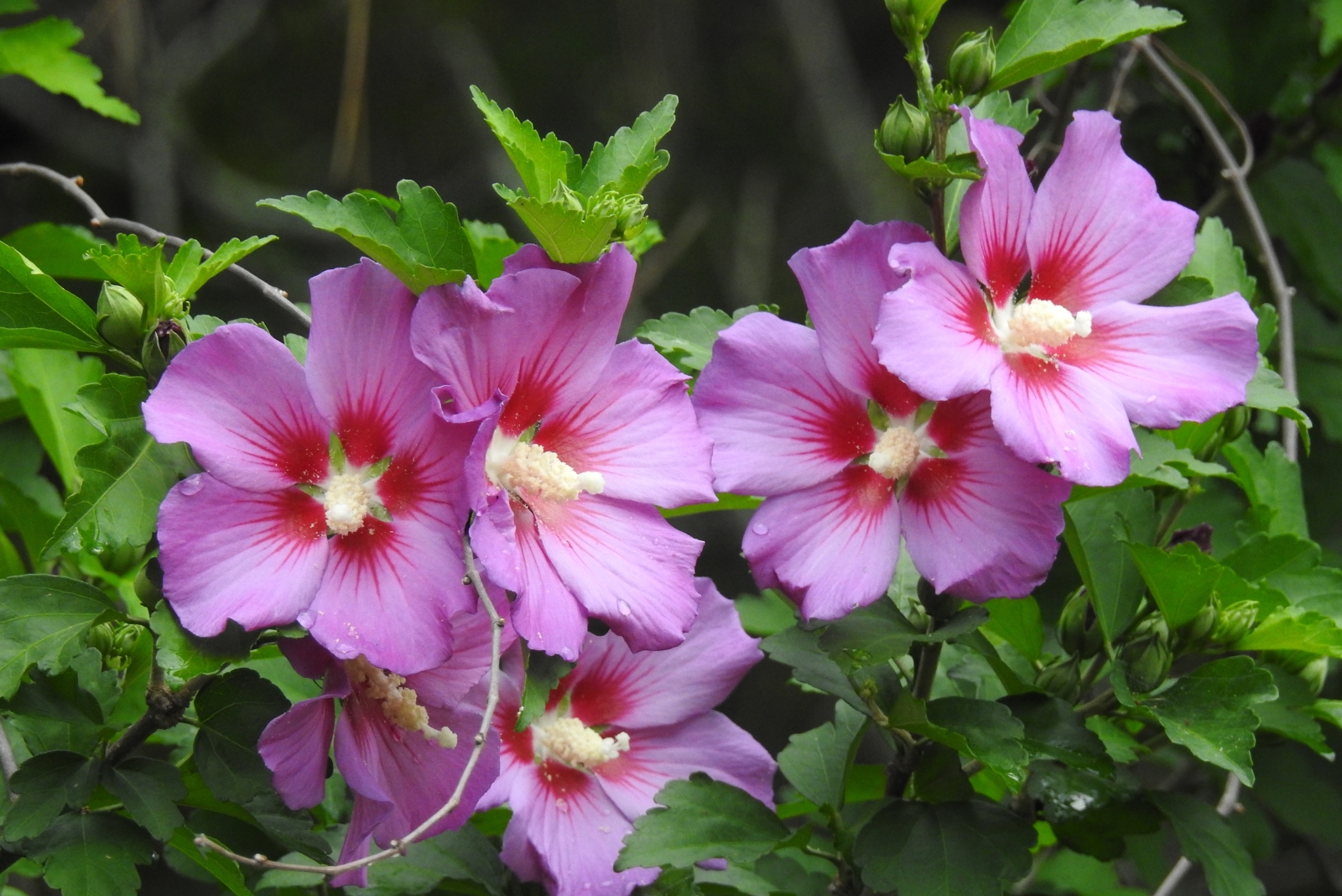 rose of sharon (featured image)