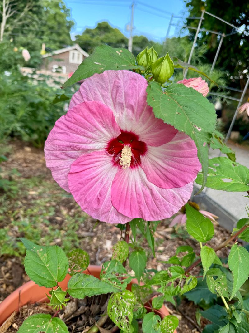 Survives Missouri's Wild Weather Swings