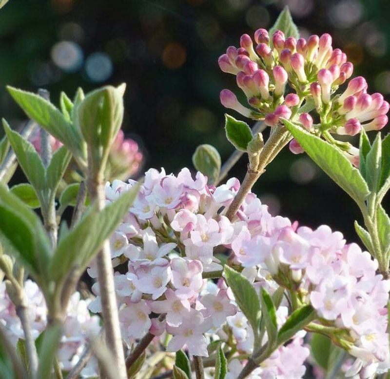 Survives New Hampshire's Brutal Winter Temperatures