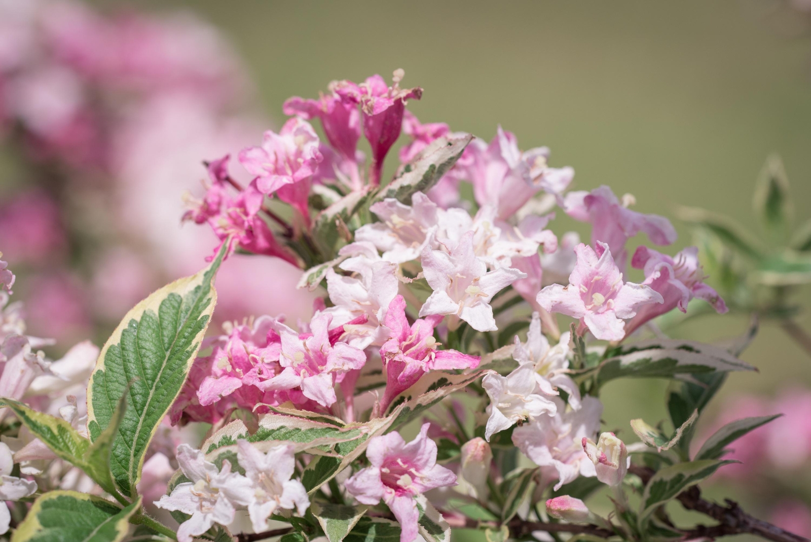 Hardy Shrub That Adds Vibrant Pink Color To Michigan Gardens