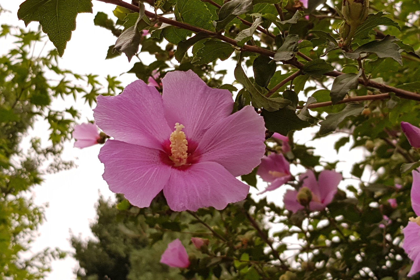 Hardy Shrub That Brings Show-Stopping Pink Color To Massachusetts Yards