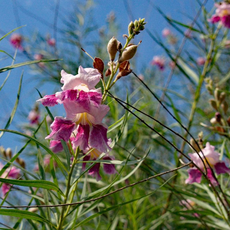 Not Actually A Willow Tree