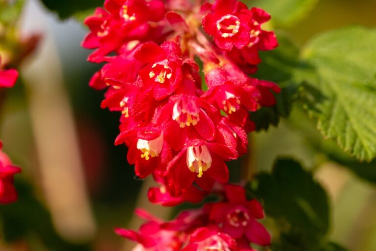 red-flowering currant