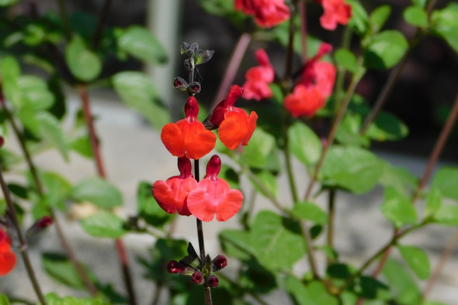 autumn sage in bloom