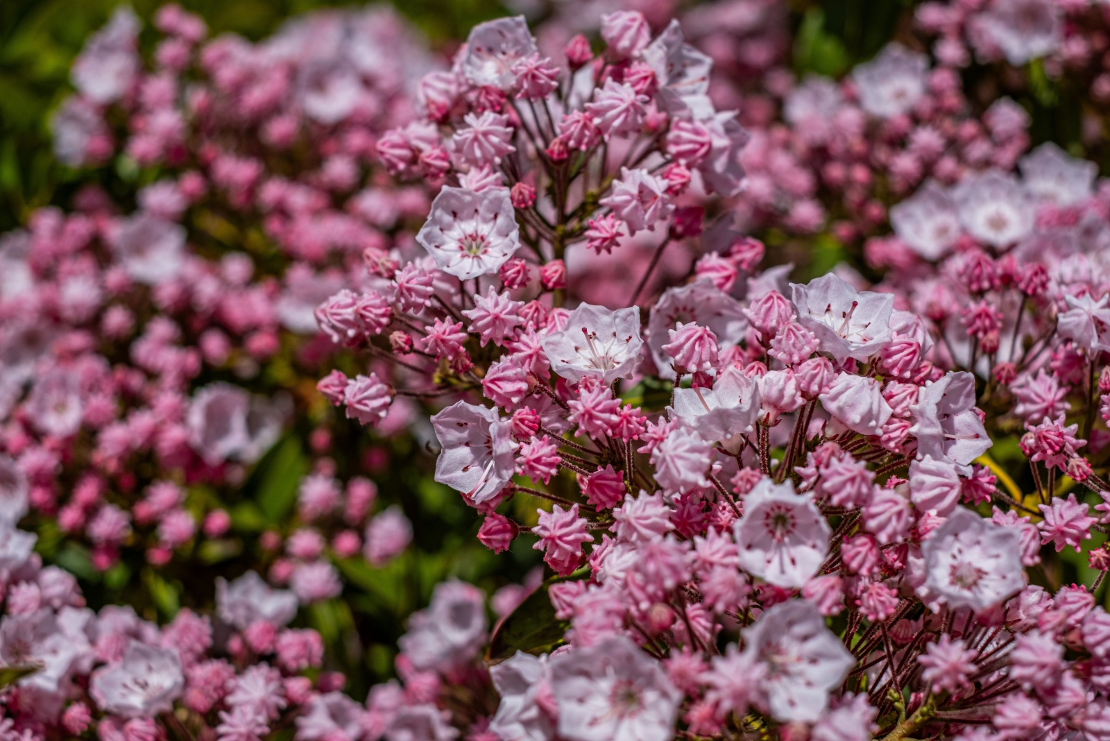 mountain laurel pink shrub