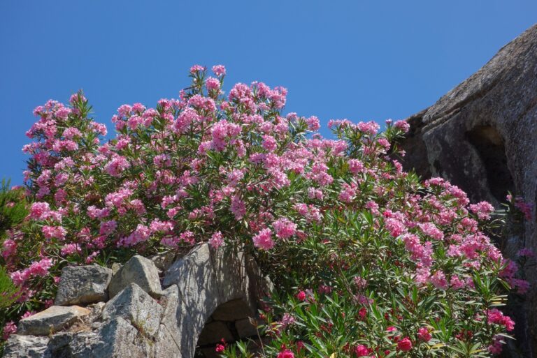 oleander shrub