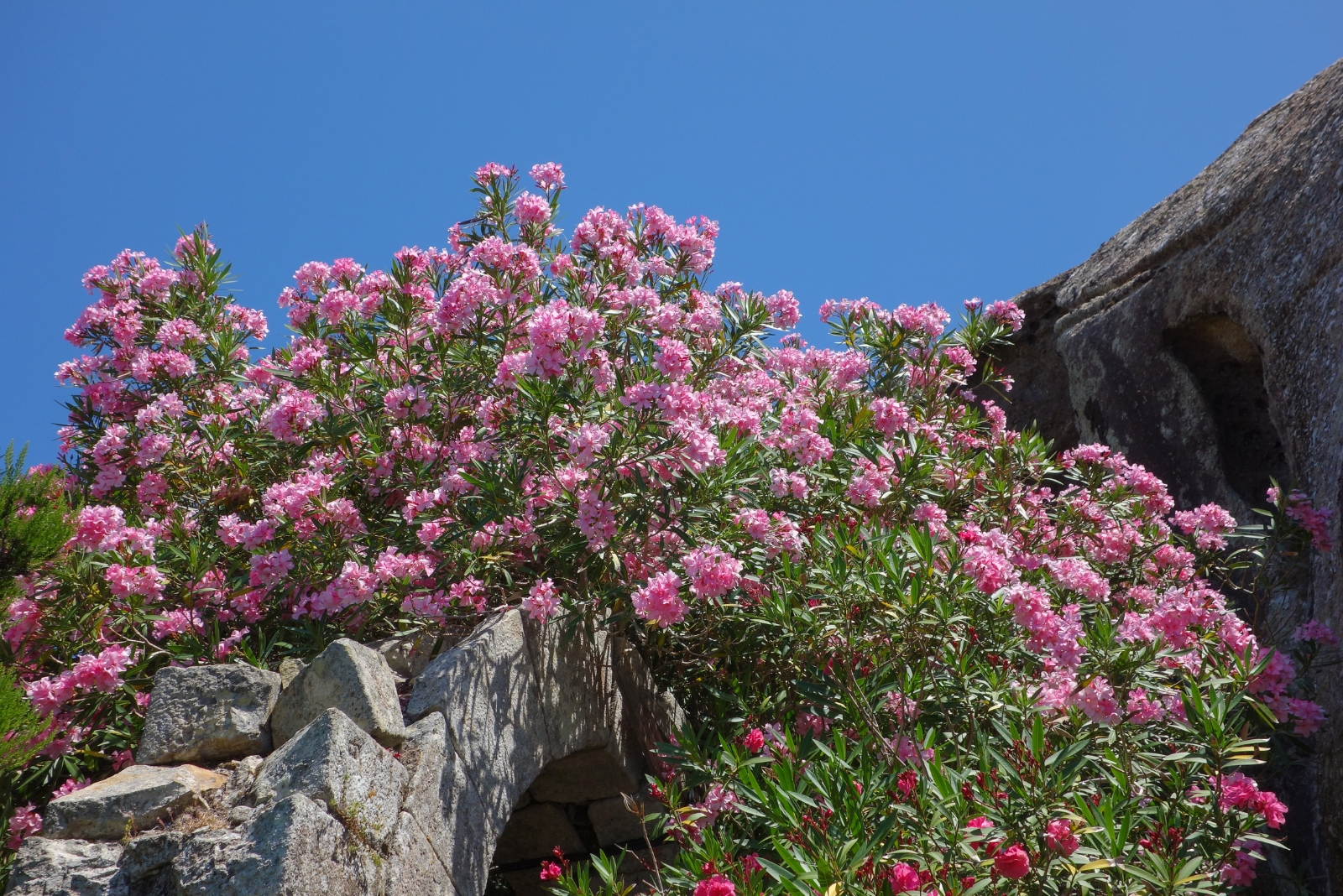 Hardy Shrub That Lights Up Nevada Yards With Pink Blooms