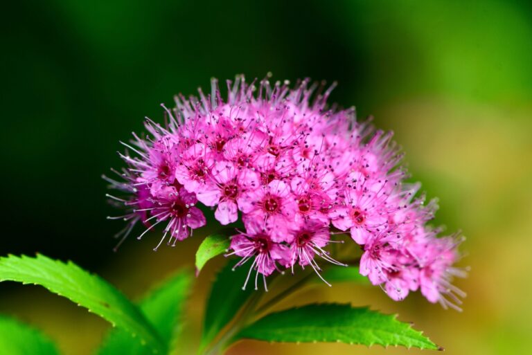 pink spirea shrub in bloom