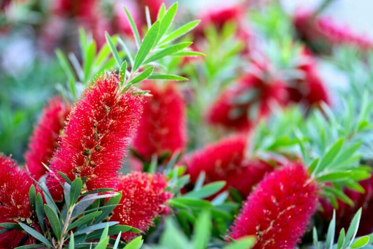 red bottlebrush shrub in a garden