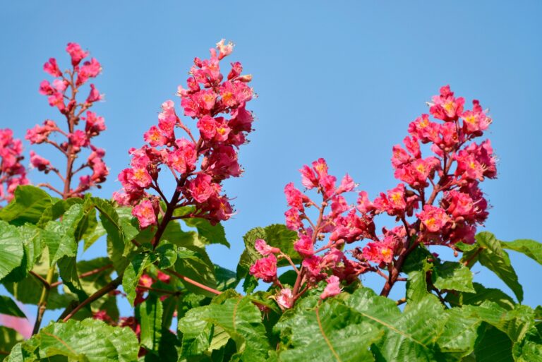 red buckeye flowers