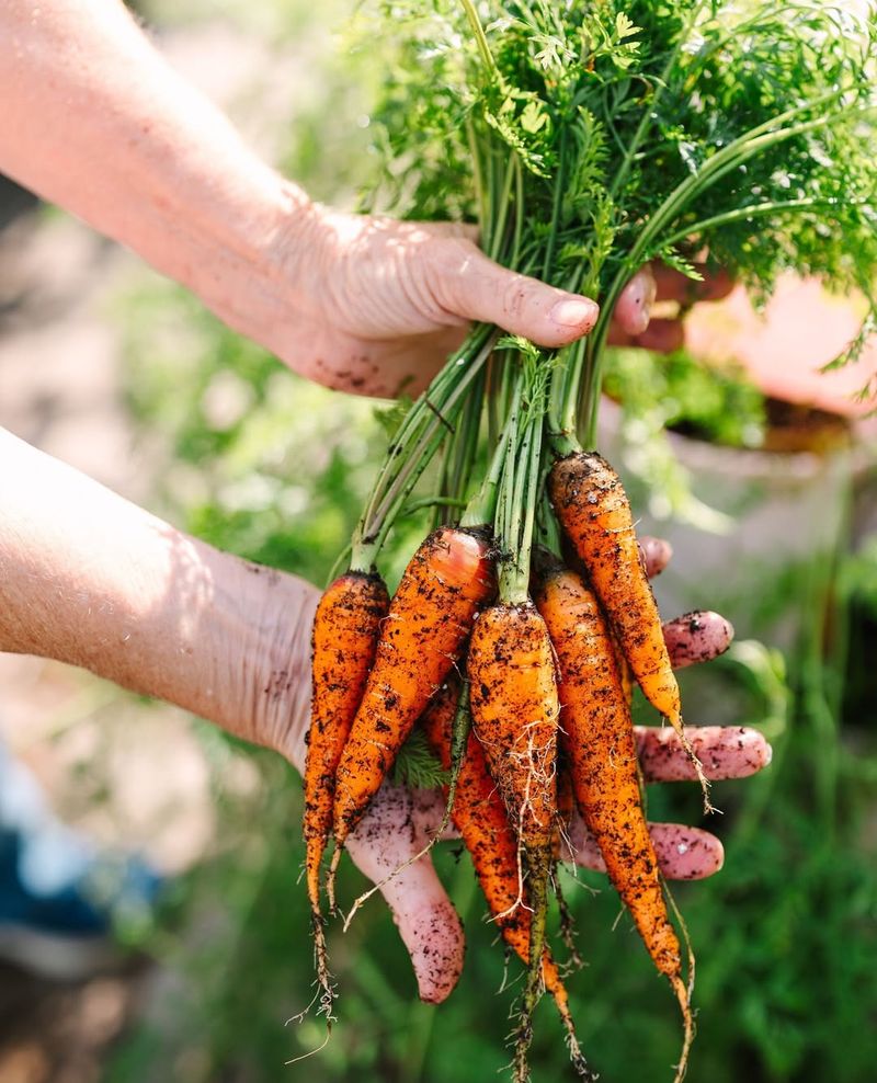 Sweet Garden Carrots