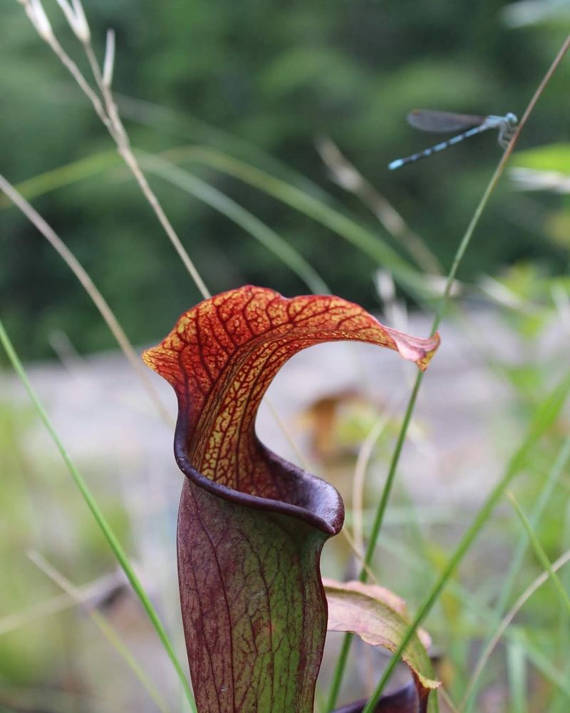 Mountain Sweet Pitcher Plant