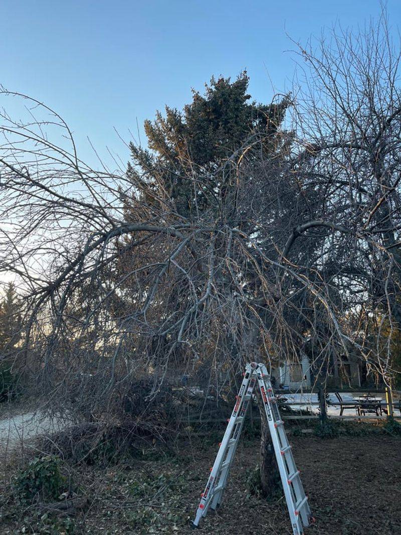 Prune Damaged Or Diseased Branches