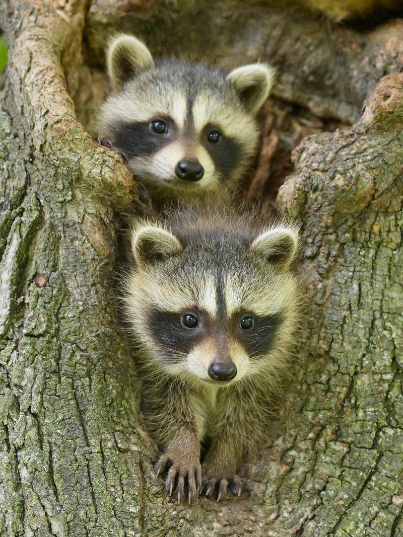 Presence Of Baby Raccoons