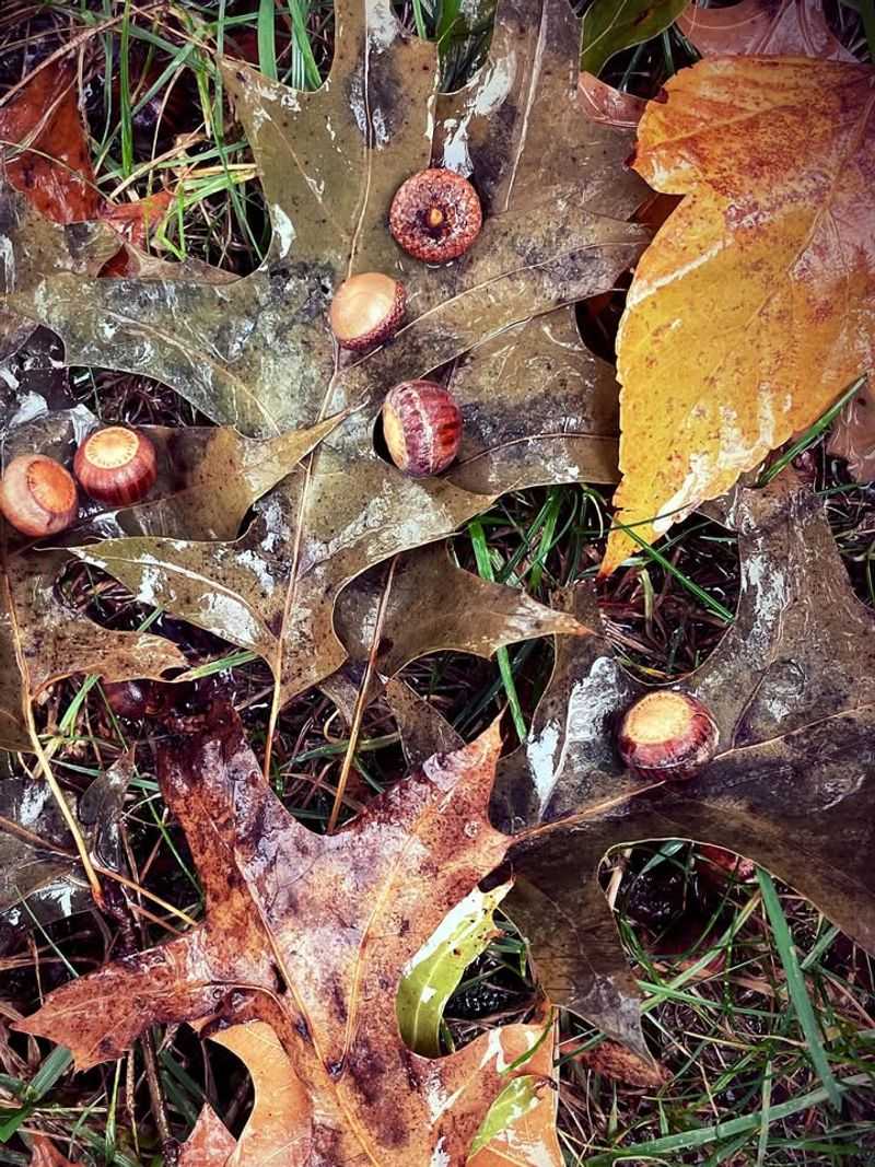 Climate Patterns Favoring Growth