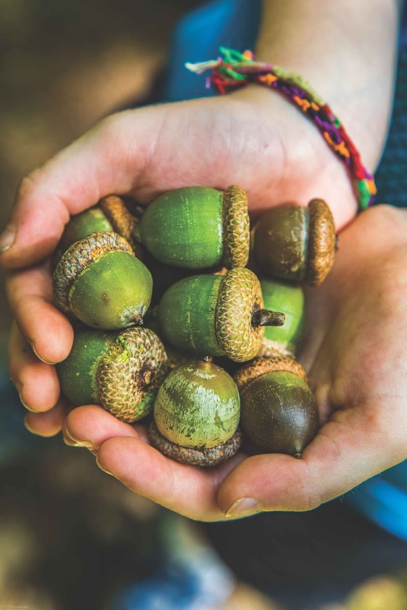Synchronized Production Among Oak Species