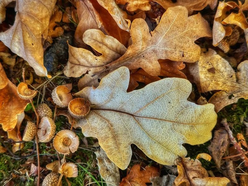 Lower Pest And Disease Pressure