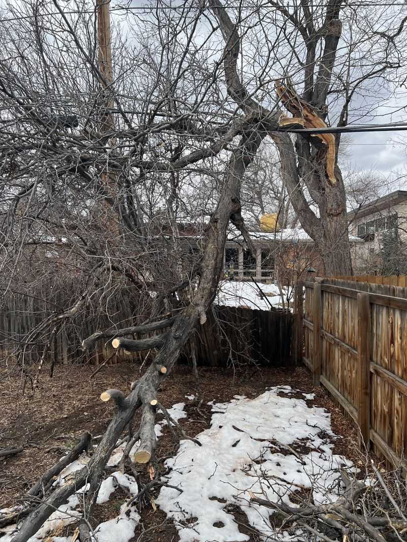 Diseased Or Neglected Trees Change Everything