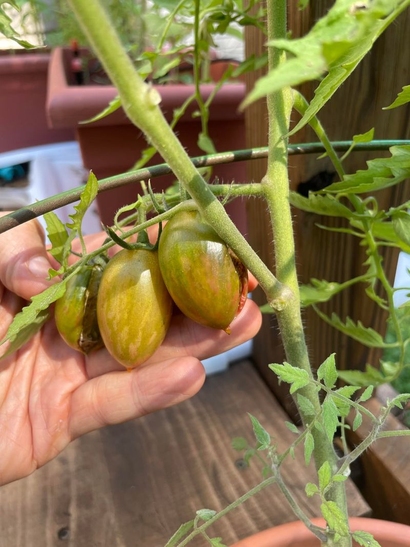 Earlier Fruit Production Begins