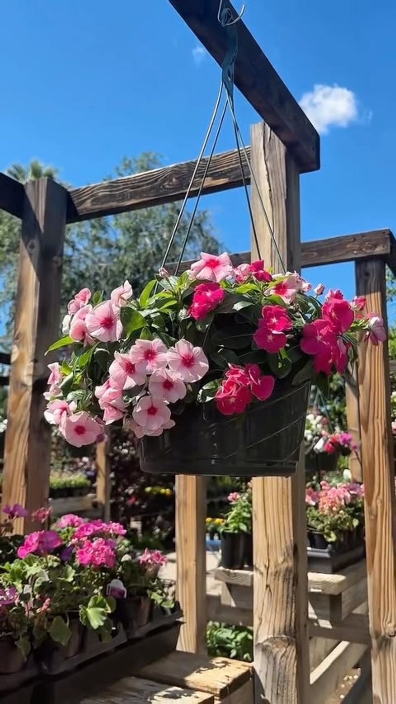 Low Water Needs Fit Desert Gardening Perfectly