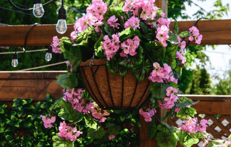 Humidity Doesn't Bother These Beauties