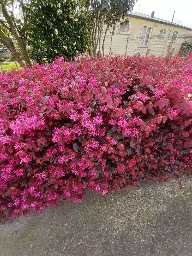 Multiple Sizes Fit Any Garden Space