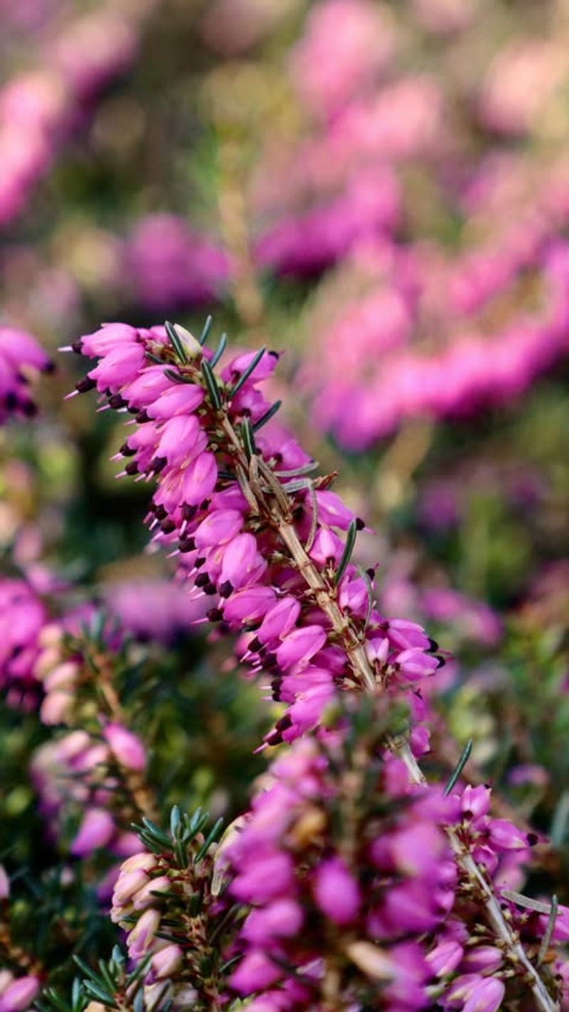 Winter Heath (Erica carnea)