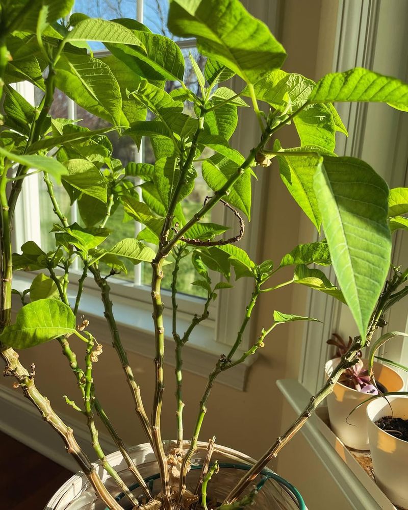 Fireplaces Create Uneven Heat And Smoke Problems