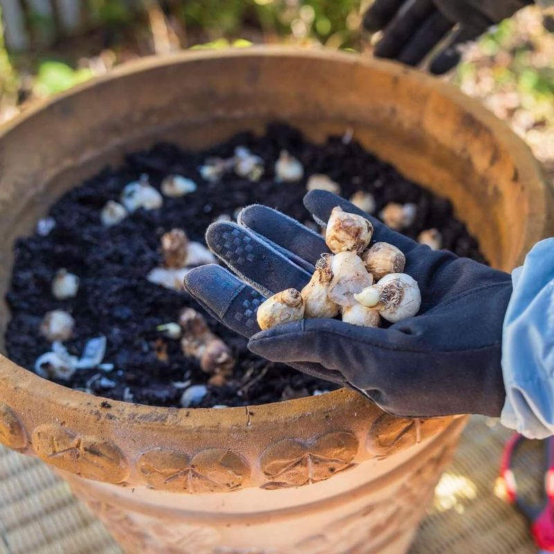 Frost Heaving Can Push Bulbs To The Surface