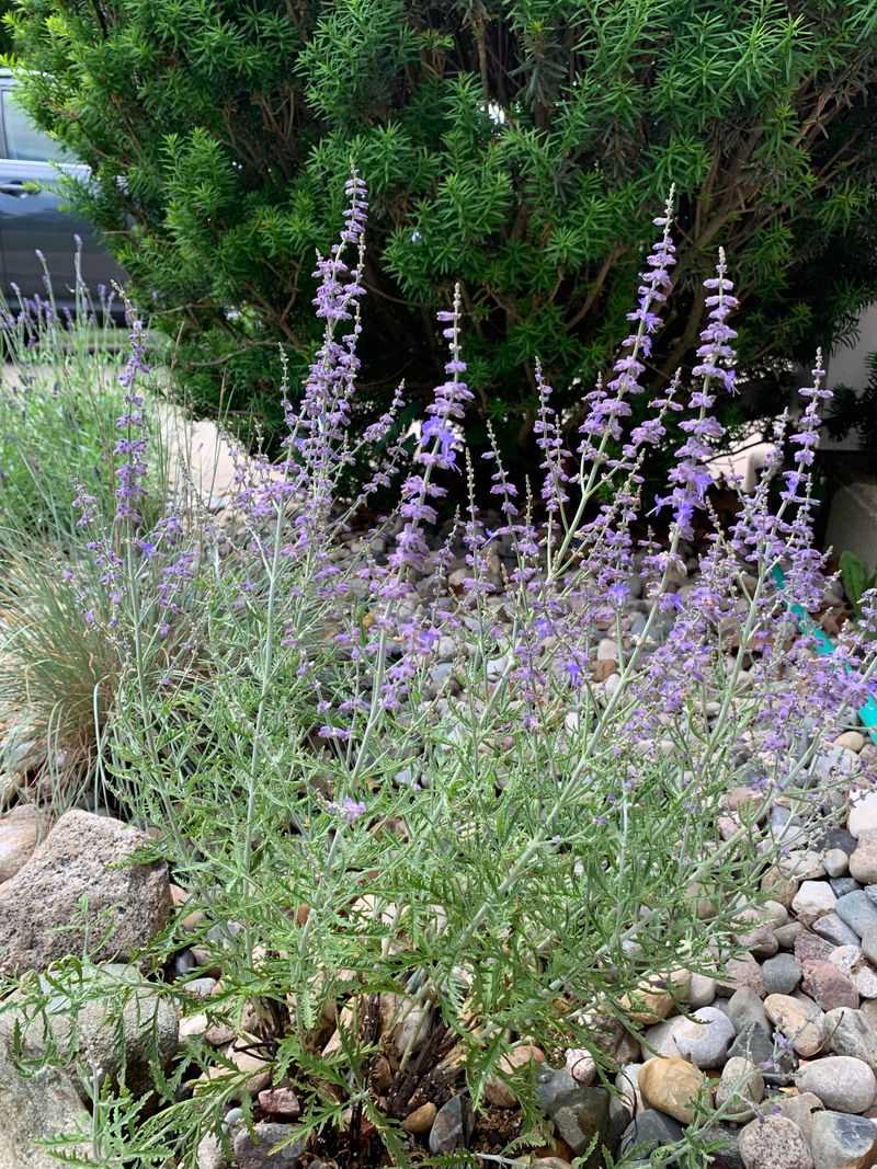 Aromatic Oils Attract Small Wildlife Carriers