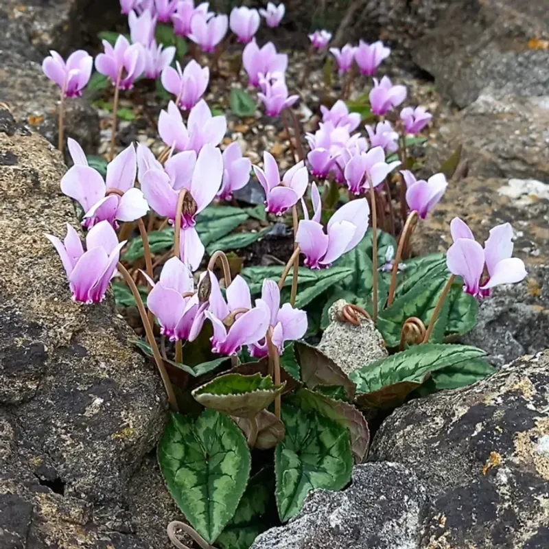 Cyclamen