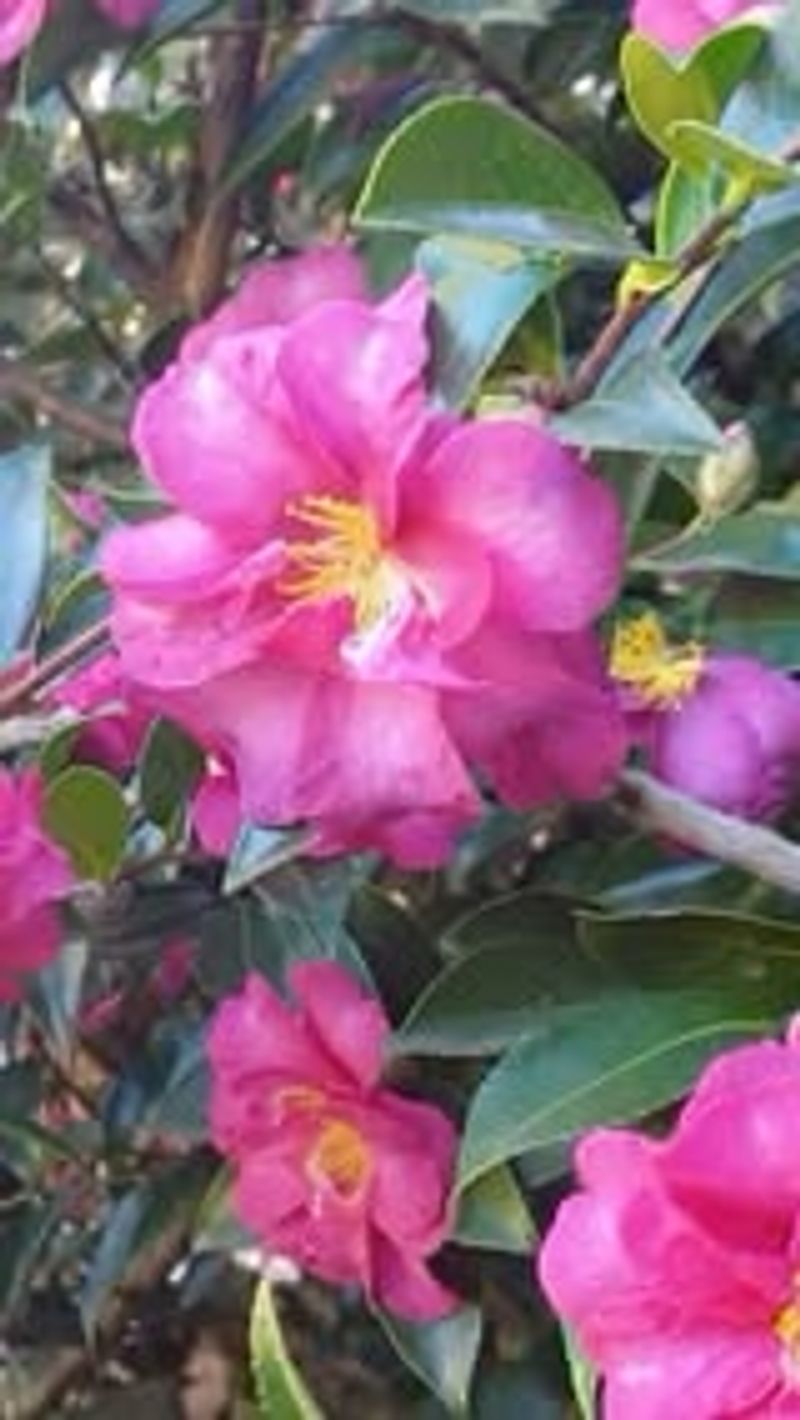 Camellia Sasanqua