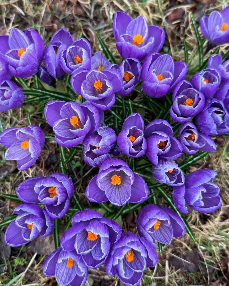 Crocus