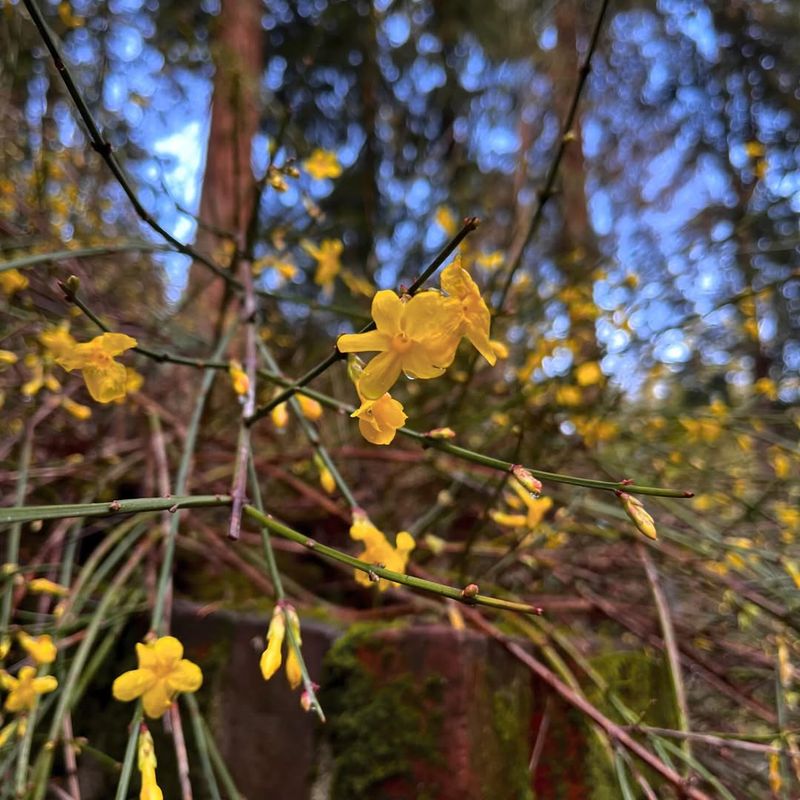 Winter Jasmine's Cheerful Yellow