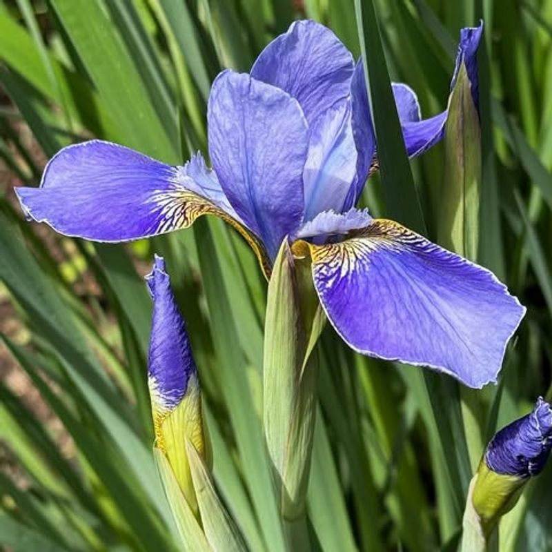 Siberian Iris