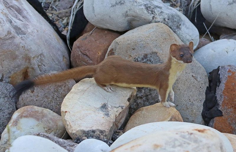 Encouraging Natural Pest Control Year-Round