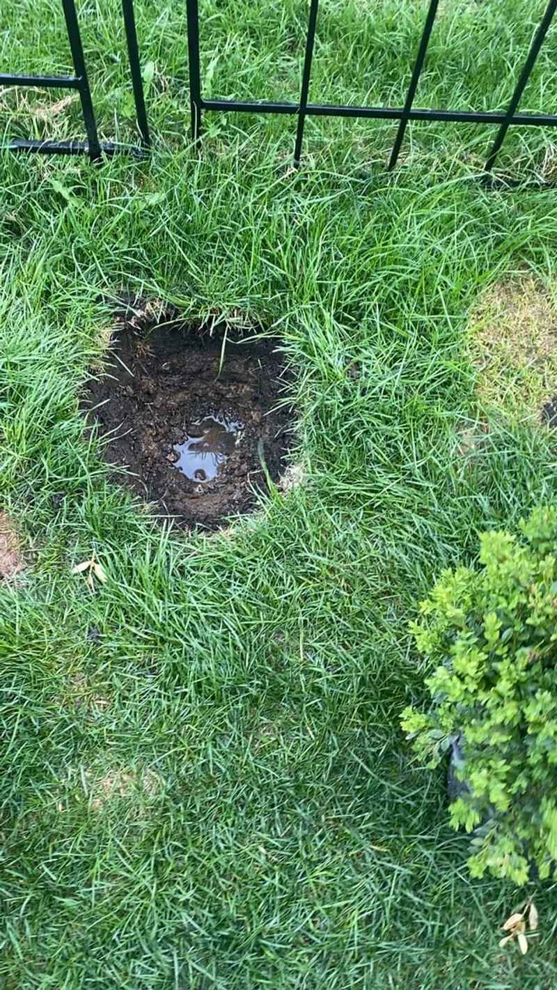 Improves Water Absorption In Compacted Soil