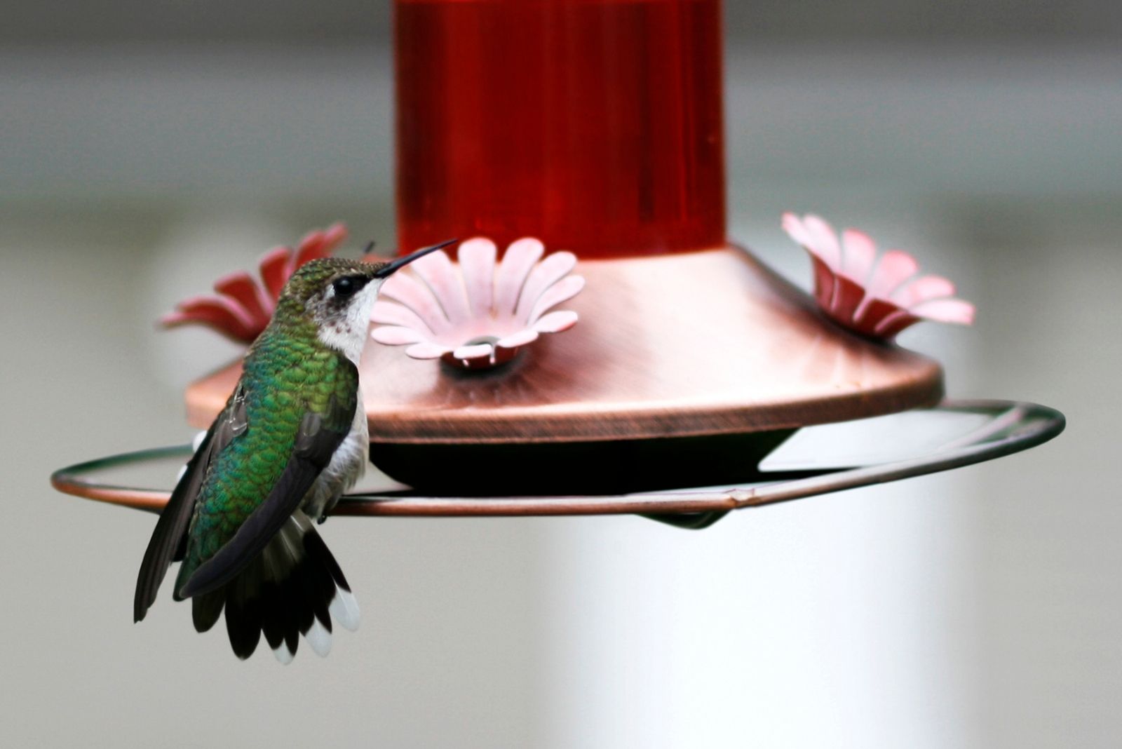 Hummingbird on feeder