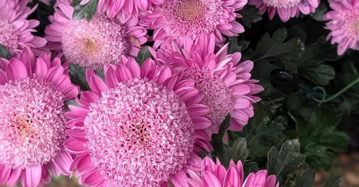 Here’s Why Connecticut Homeowners Keep Planting More Mums Every Fall