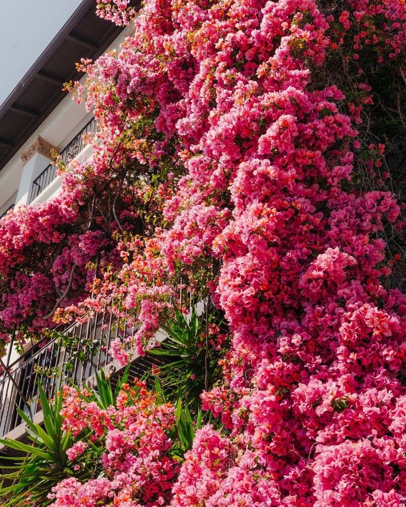 Bougainvillea